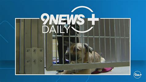 477 pets surrendered to Denver Animal Shelter already this year
